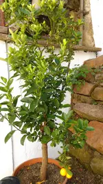 IMAG1407.webp