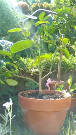 IMAG1403.webp