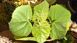 IMAG1402.webp