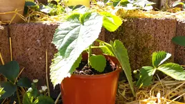 IMAG1401.webp