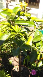 IMAG1398.webp