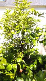 IMAG1396.webp