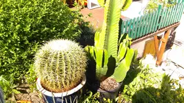 IMAG1391.webp