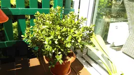 IMAG1387.webp