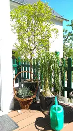 IMAG1385.webp