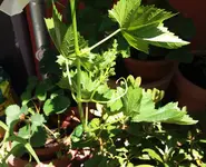 20170528_131226.2.webp