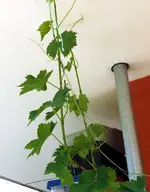 20170528_131237.2.webp