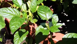 20170528_130126.2.webp