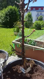 20170528_133615.webp