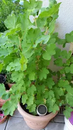 20170528_131105.2.webp