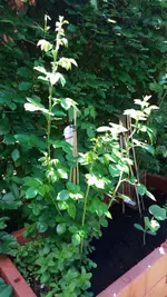 20170528_130936.2.webp