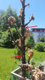 20170528_133625_.webp