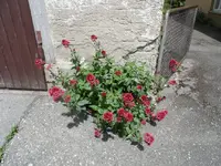 SAM_3249.webp