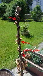20170528_133634_.webp