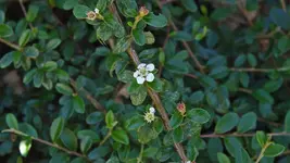 graue.felsenmispel.-.cotoneaster.dielsianus_0001.webp