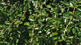 graue.felsenmispel.-.cotoneaster.dielsianus_0002.webp