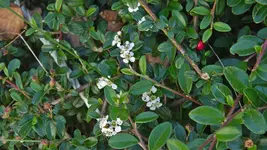 graue.felsenmispel.-.cotoneaster.dielsianus_0003.webp
