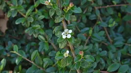 graue.felsenmispel.-.cotoneaster.dielsianus_0004.webp