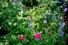 IMG_2603.webp
