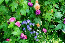IMG_2605.webp