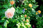 IMG_2607.JPG
