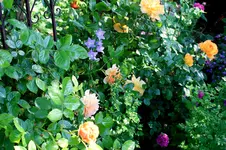 IMG_2609.webp