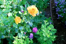 IMG_2613.webp