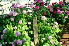 IMG_2618.webp