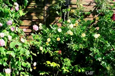 IMG_2619.webp