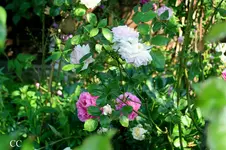 IMG_2627.webp