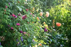 IMG_2636.webp