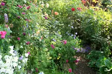 IMG_2637.webp