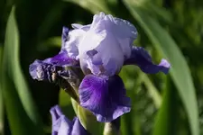 Midday Blues.webp