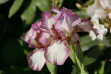 Raspberry Acres.webp
