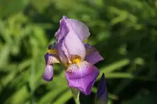 DSC08243.webp