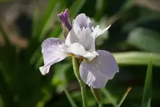 DSC08241.webp