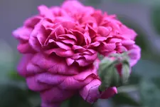 _MG_7897.webp