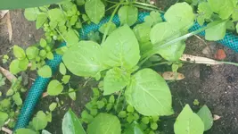 20170528_142208.webp