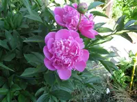 IMG_5499.webp