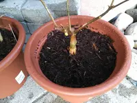 IMG_20170527_202643.webp