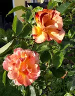 Rose 1.webp