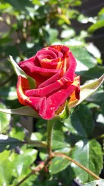 Rose 2.jpg