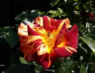 Rose 3 (2).jpg