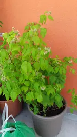 20170529_121145.webp