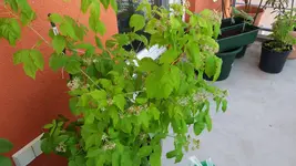 20170529_121137.webp