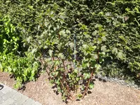 2017-05-29 15.06.27.webp