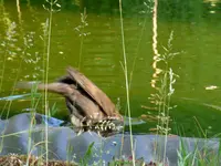 P1000741.webp