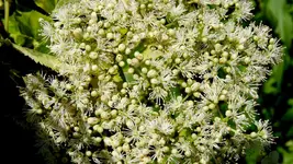 kletterhortensie.miranda.-.hydrangea.petiolaris.miranda_0006.webp