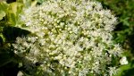 kletterhortensie.miranda.-.hydrangea.petiolaris.miranda_0005.jpg