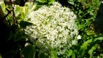 kletterhortensie.miranda.-.hydrangea.petiolaris.miranda_0004.jpg